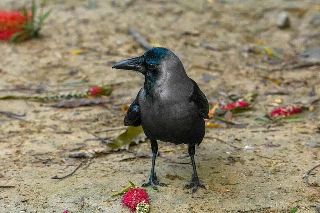 House Crow bird